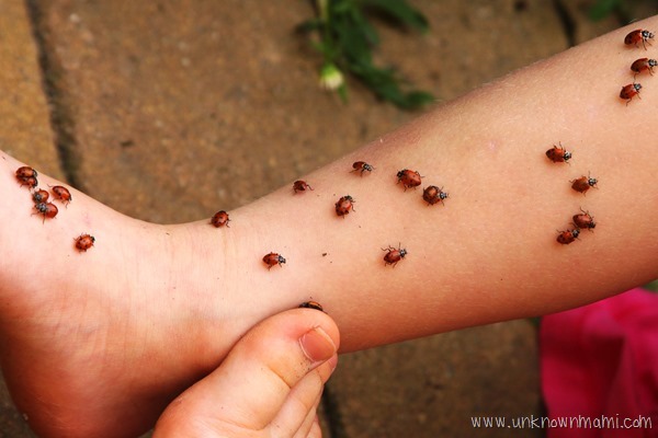 Lady bugs all over leg