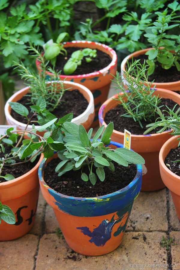 potted plants