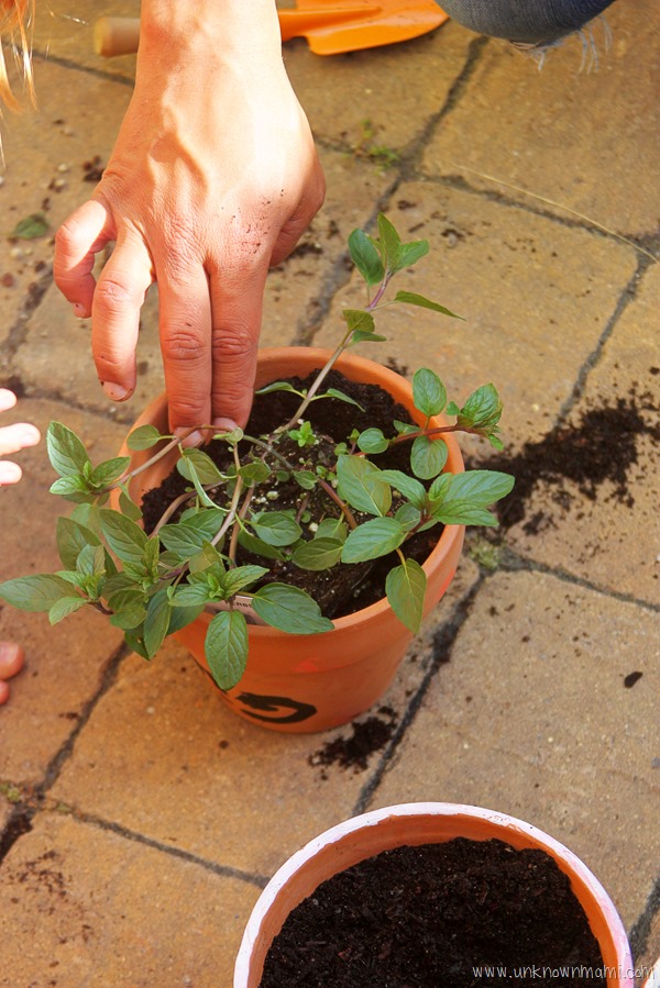 potting plants