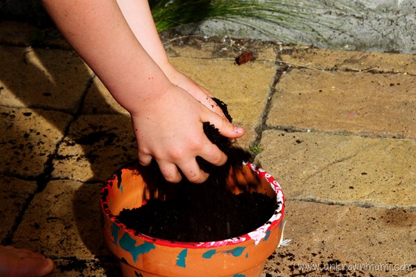 putting soil in pot