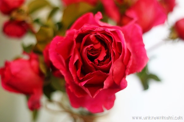 Roses