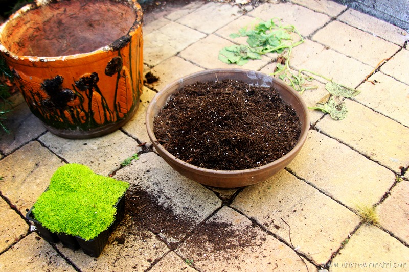 planting moss