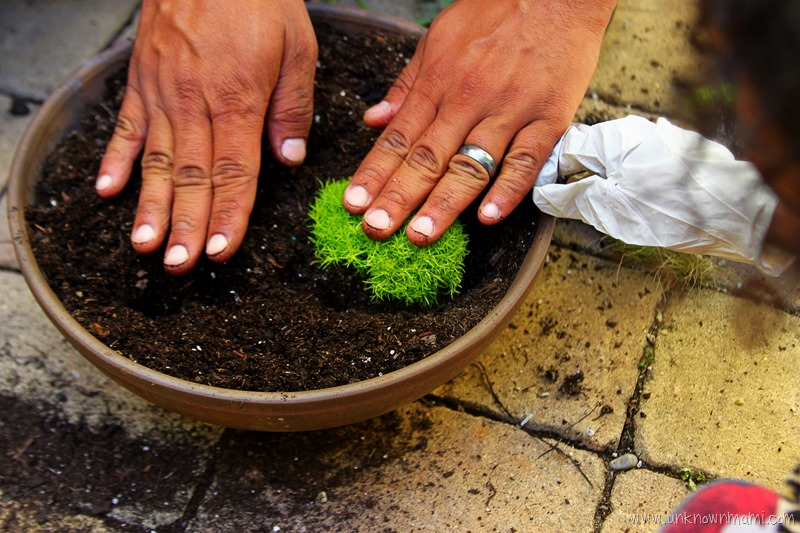 potting moss