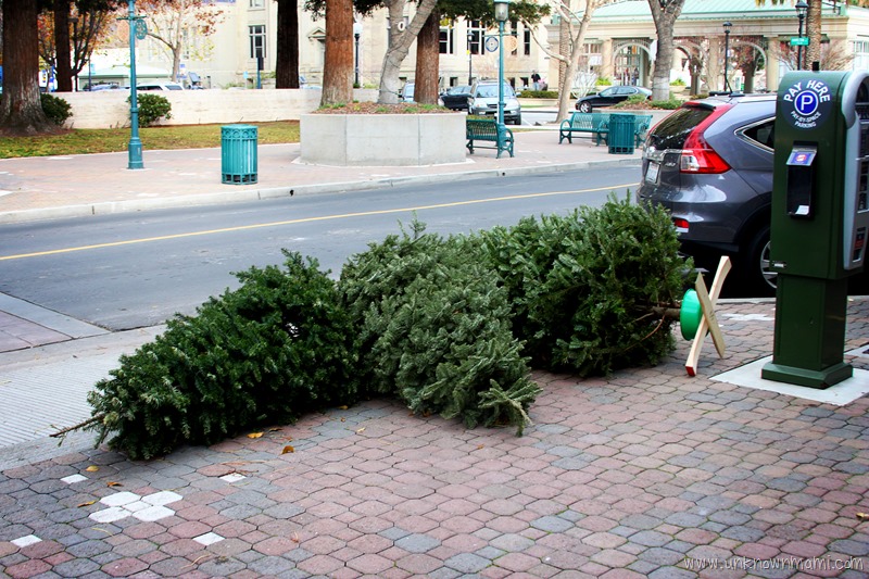Discarded-Christmas-Trees-unknownmami