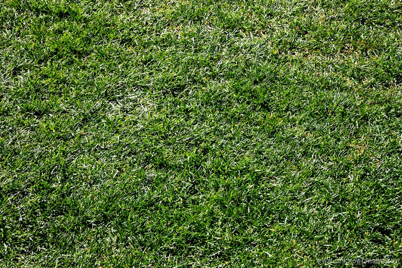Grass at AT&T Park
