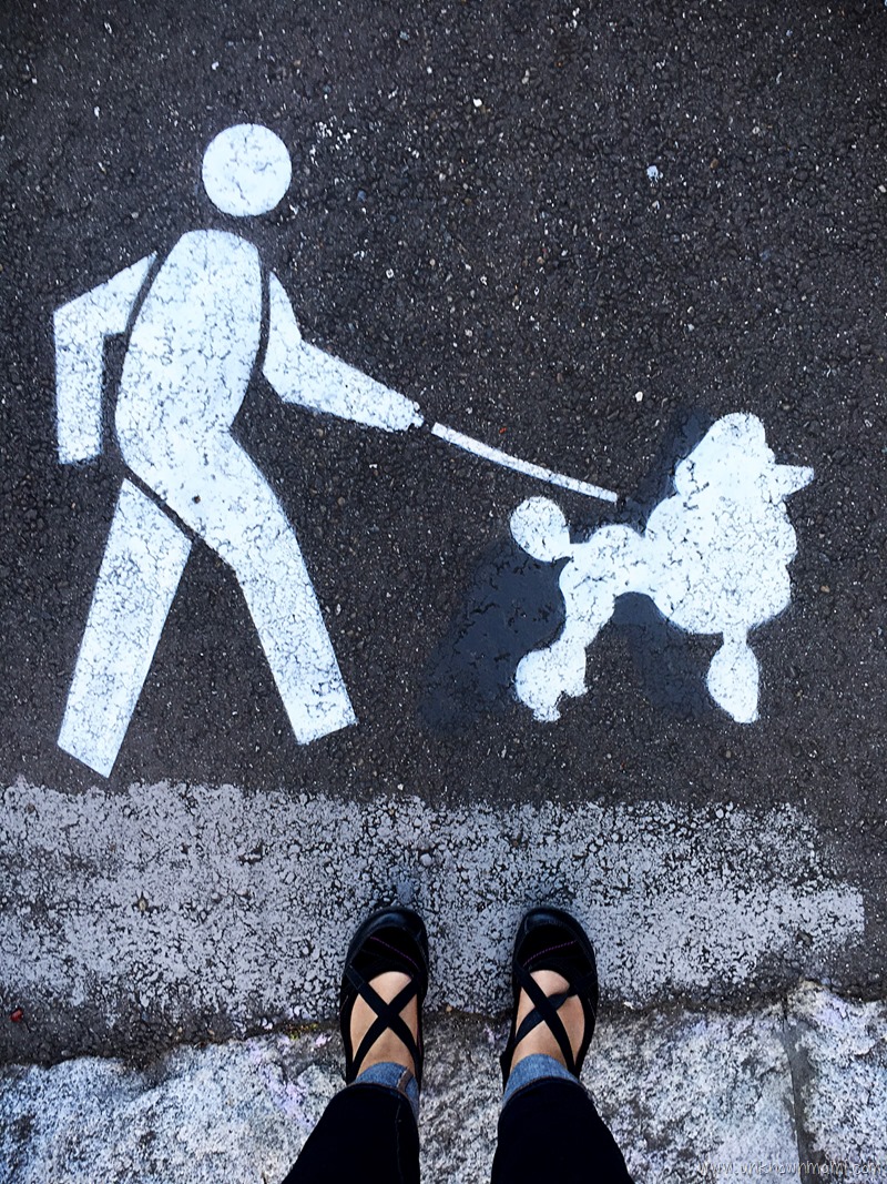 Poodle on leash