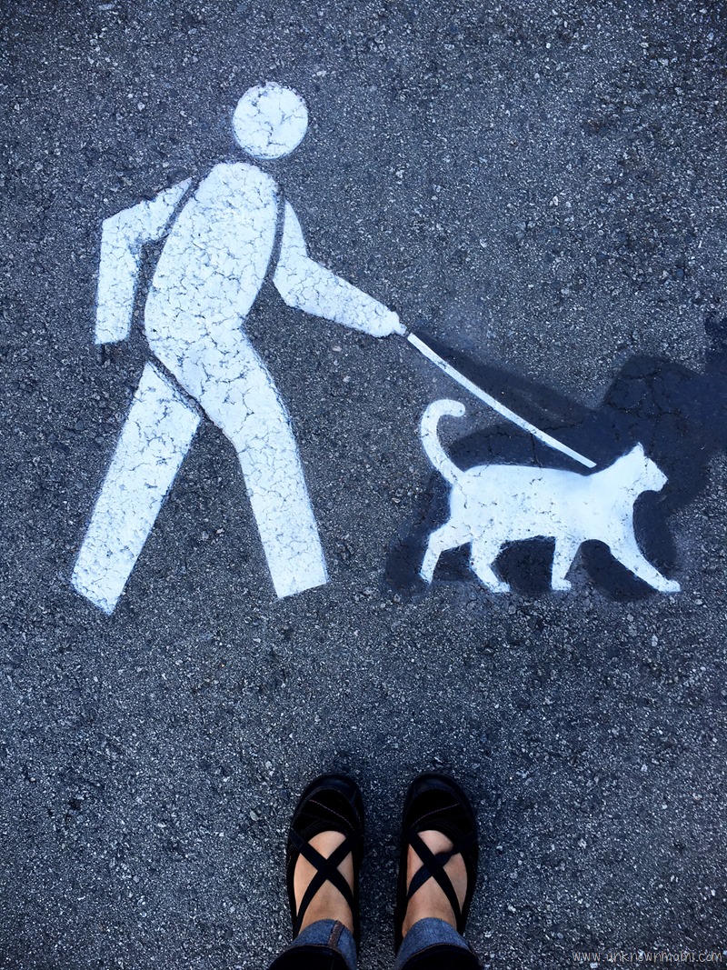 Kitty on leash sign