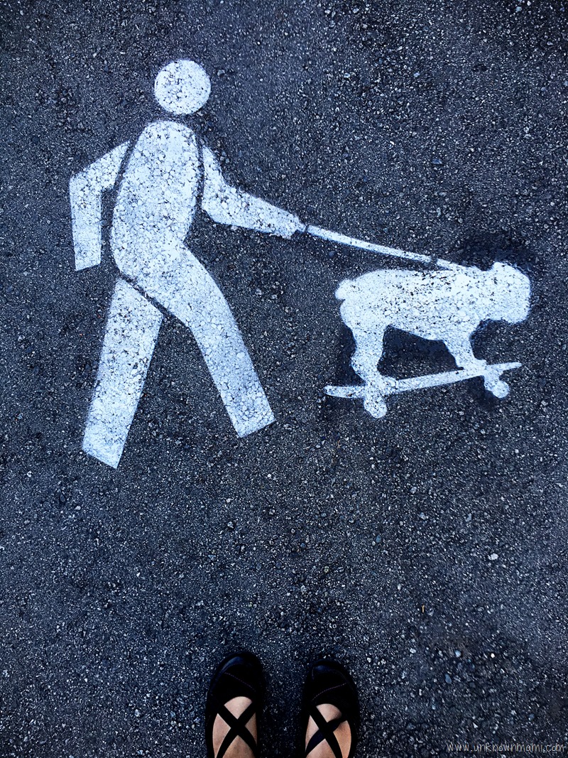 Skateboarding dog on leash