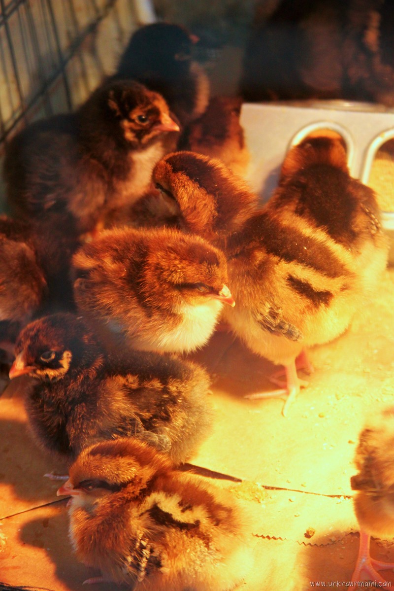Chicks
