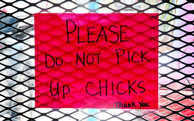 Do Not Pick Up Chicks