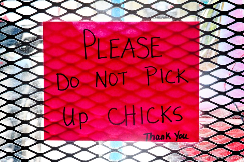 do-not-pick-up-chicks-sign-unknownmami