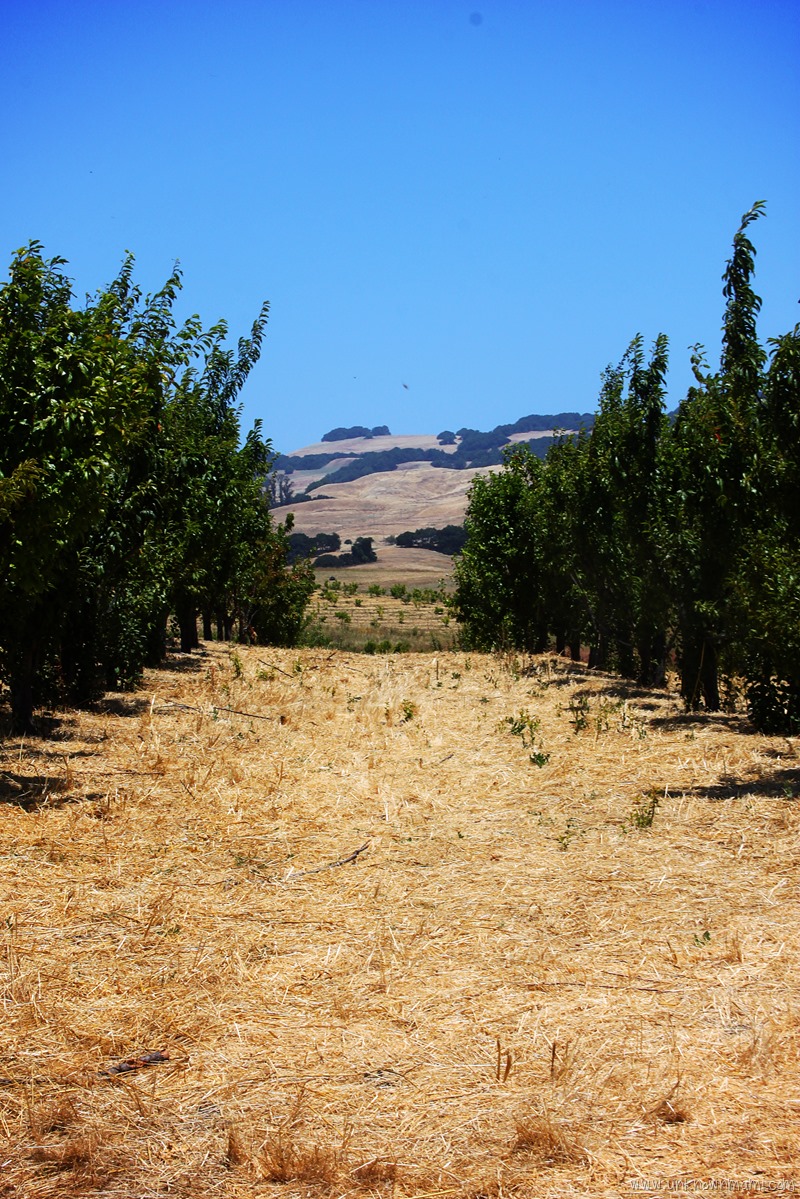 Green String Farm orchard