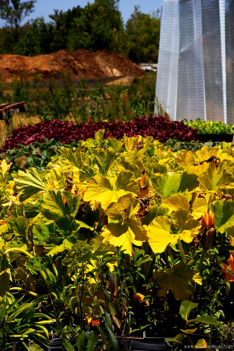 Green String Farms crop