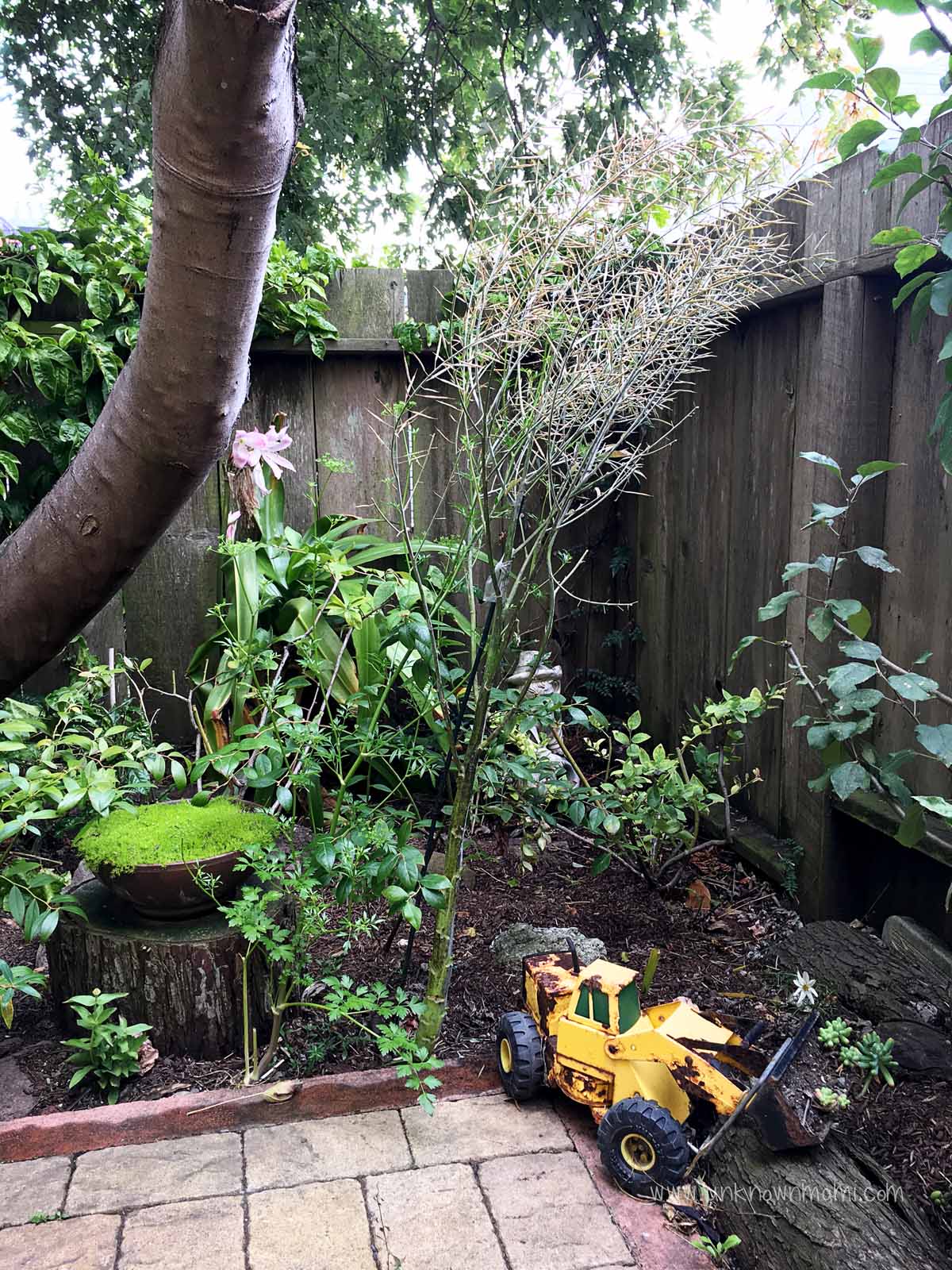 San Francisco backyard