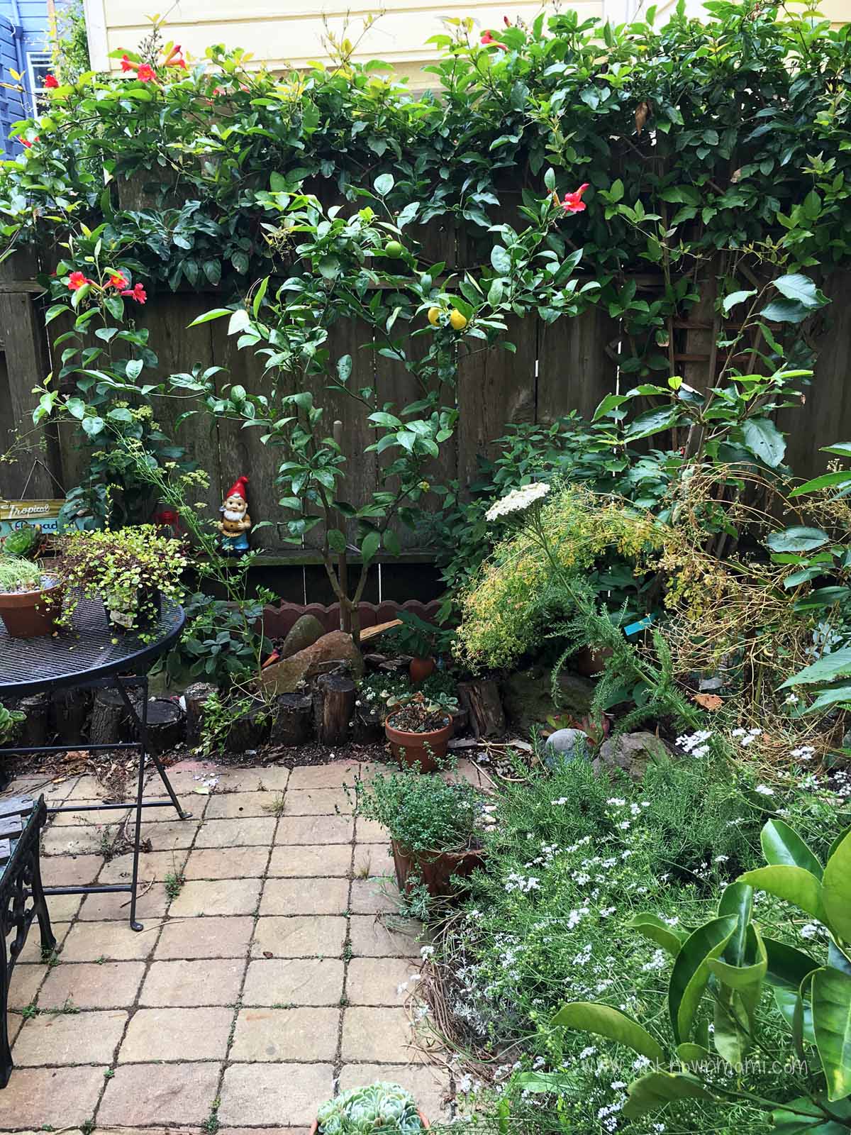 gnome in SF backyard