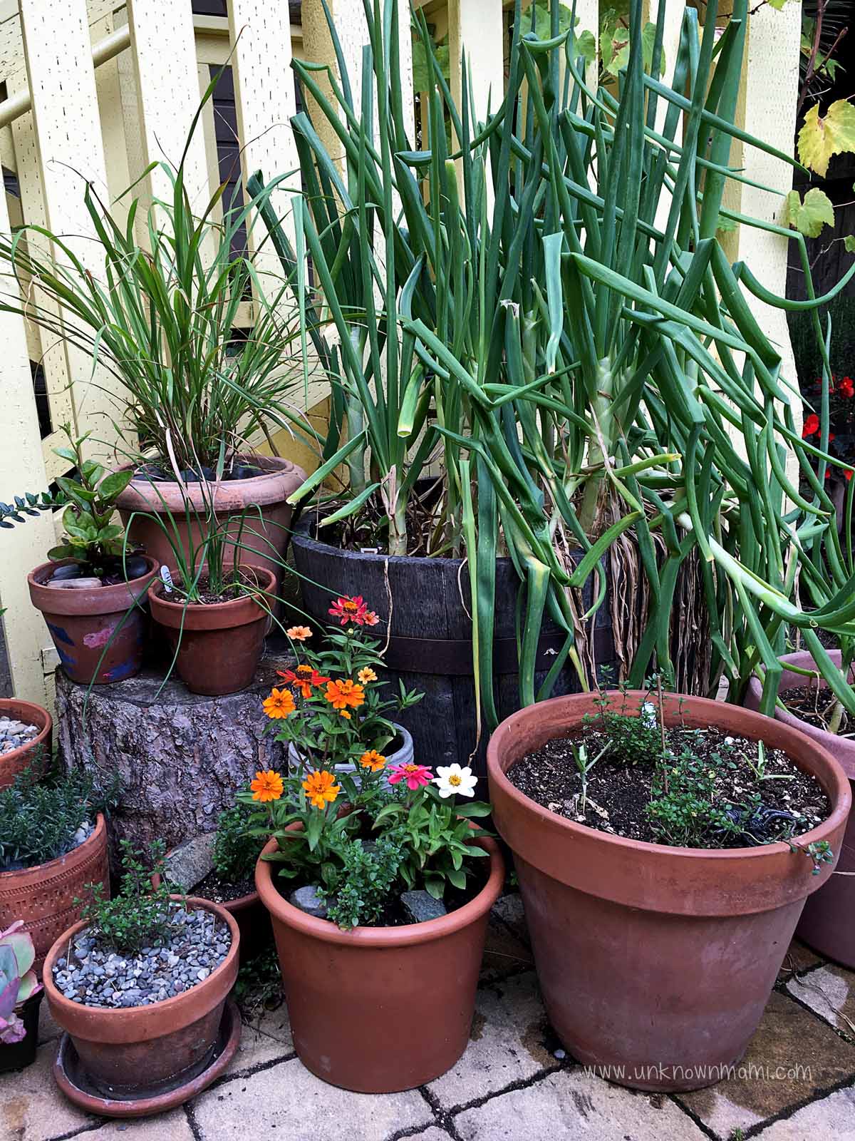 Onions in San Francisco backyard