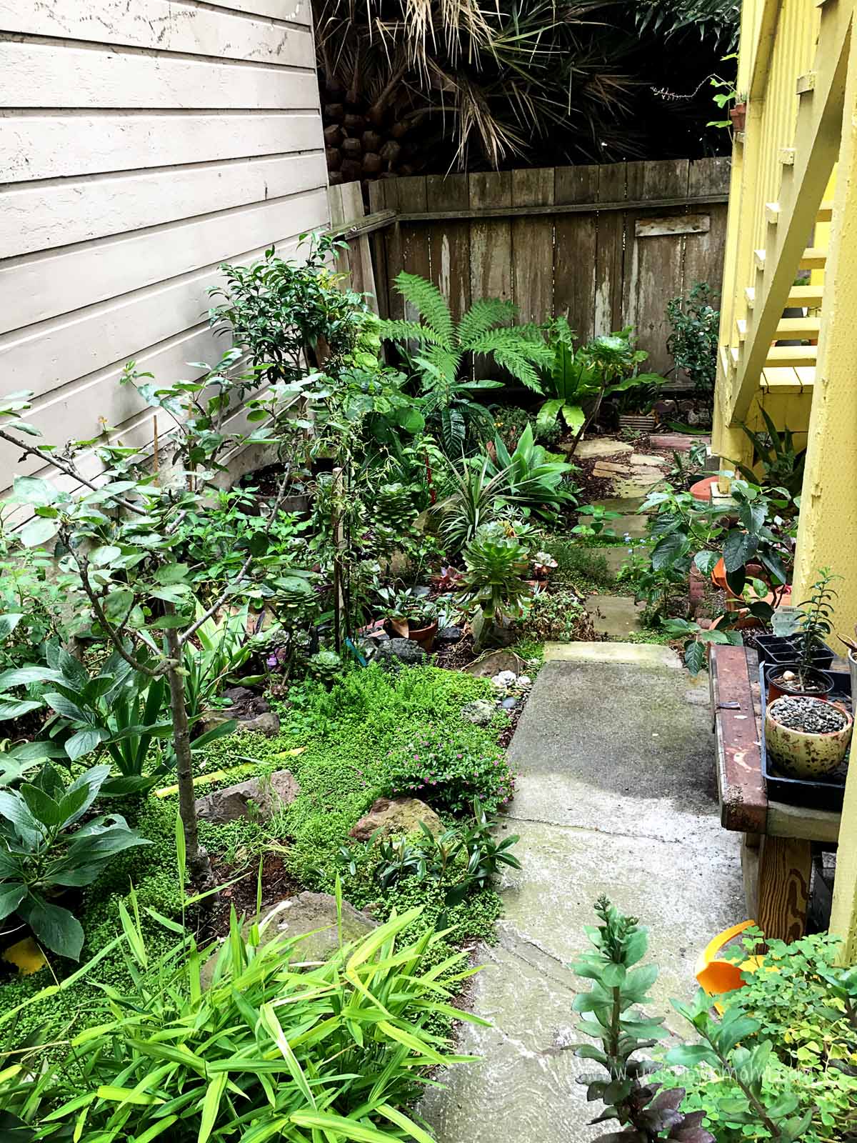SF backyard
