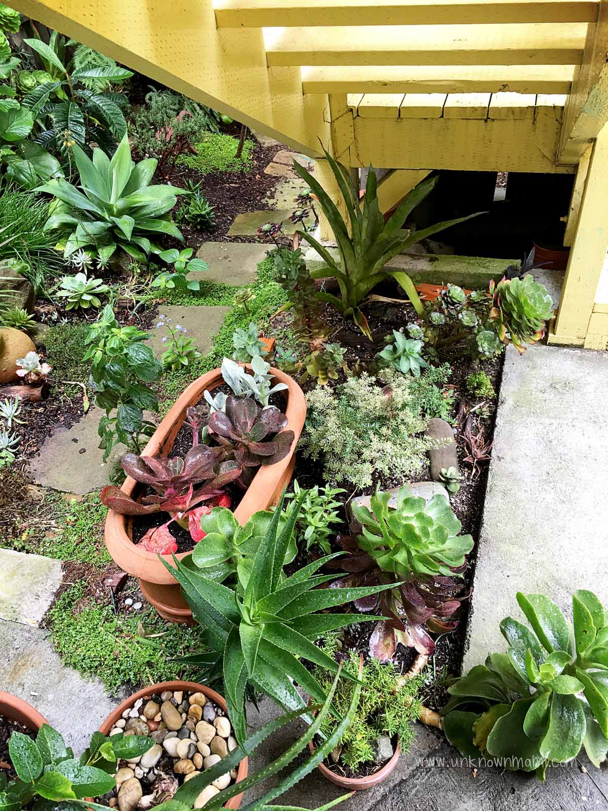 Succulents in San Francisco backyard
