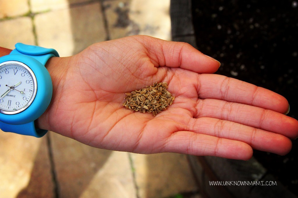 Carrot seeds