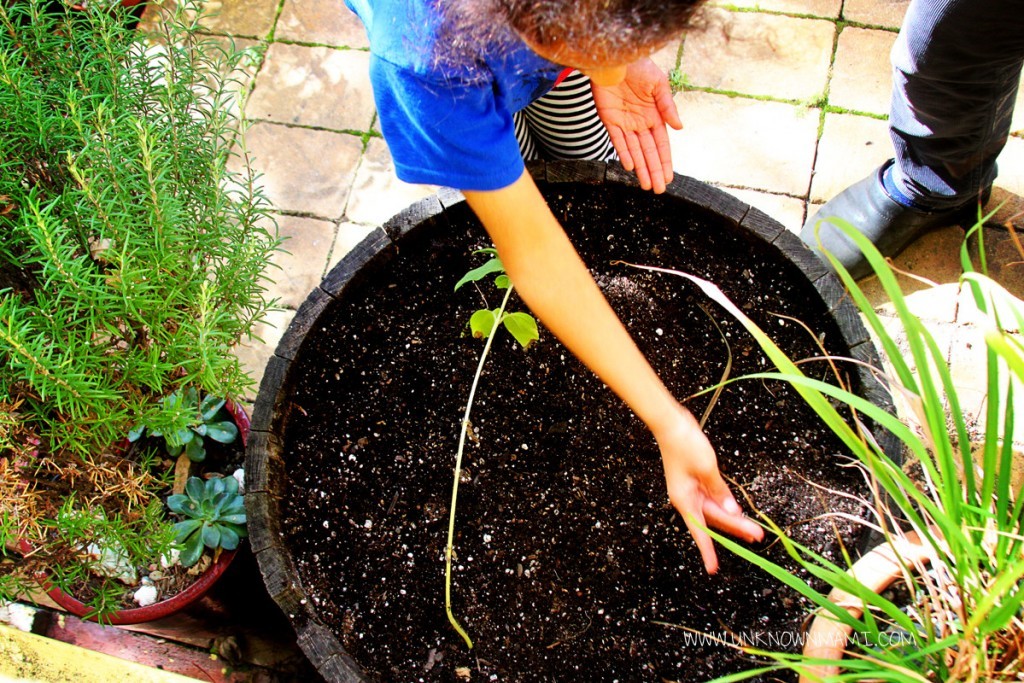 Planting carrots