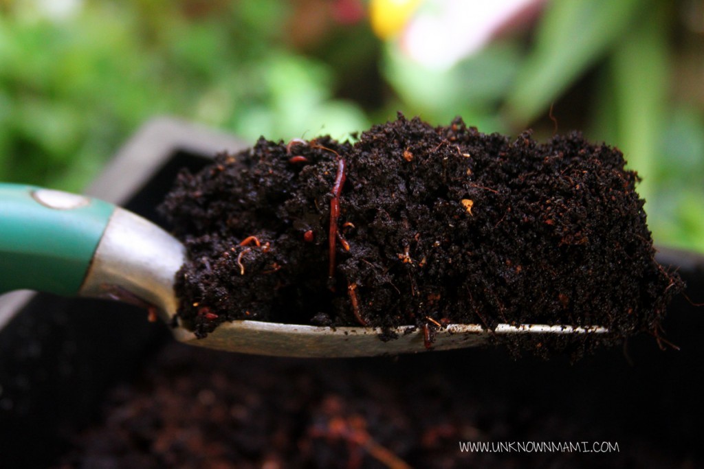 worm castings