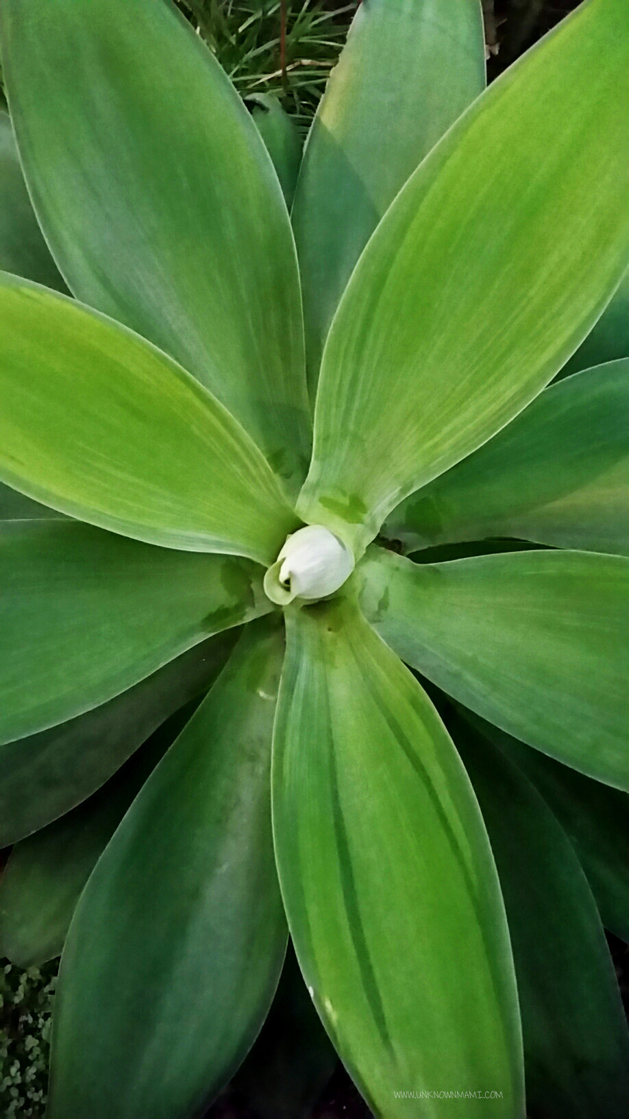 Agave plant