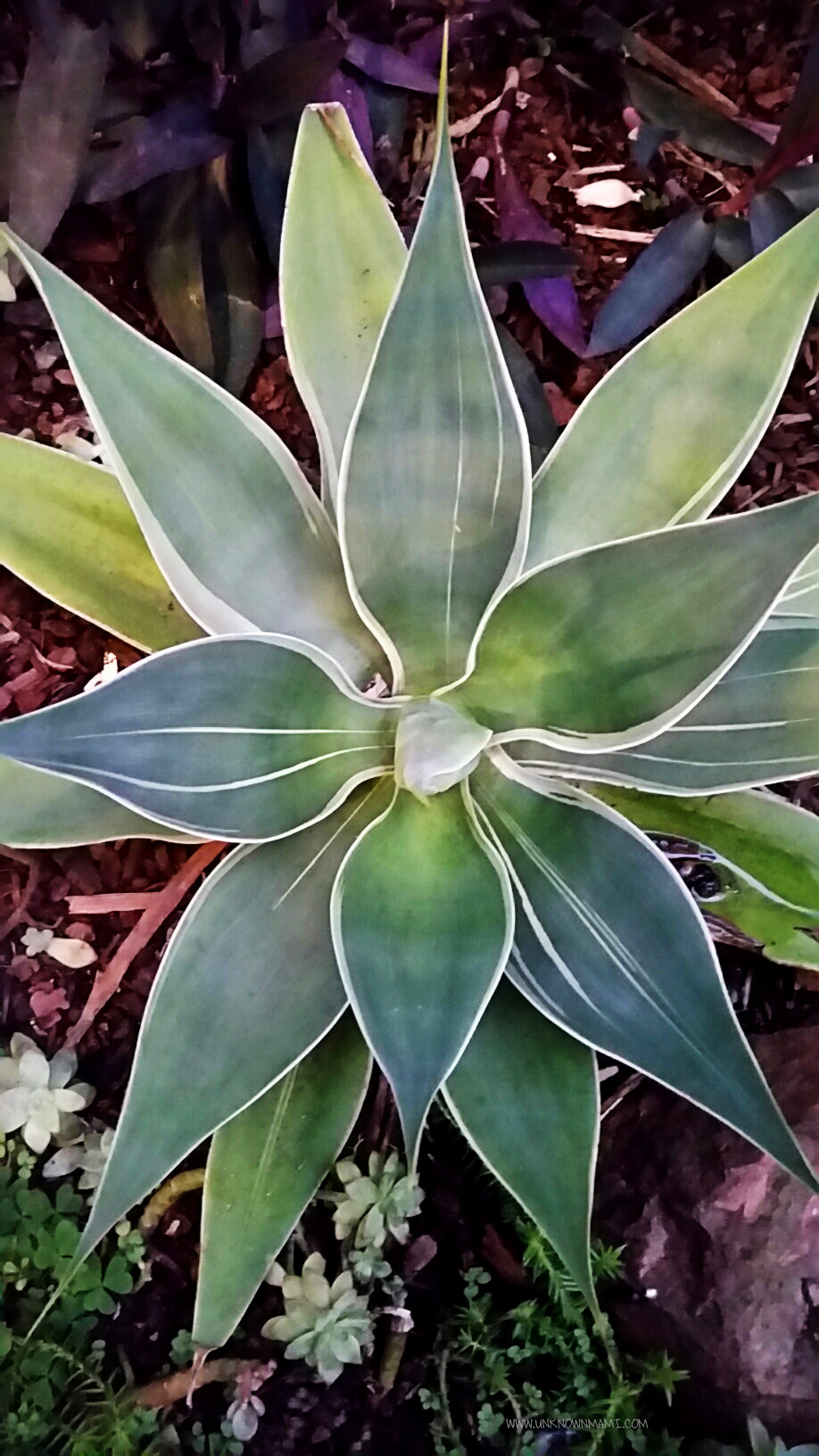 Agave