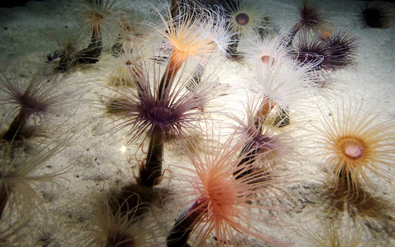 Sea Anemone