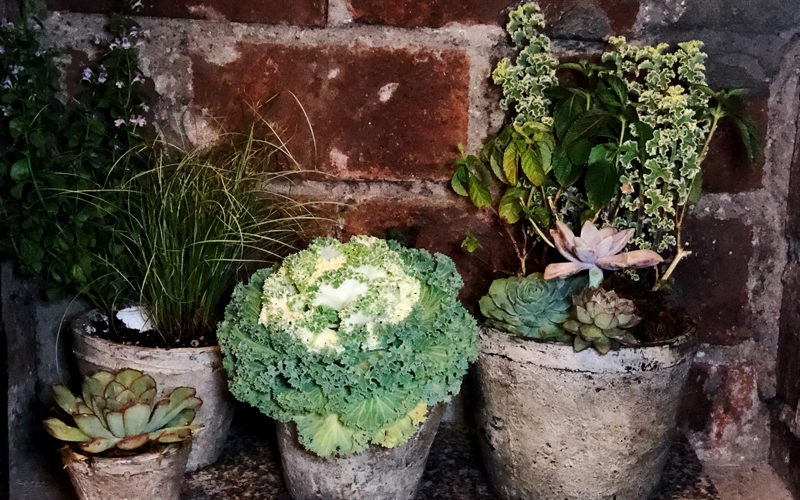 Plants in fireplace