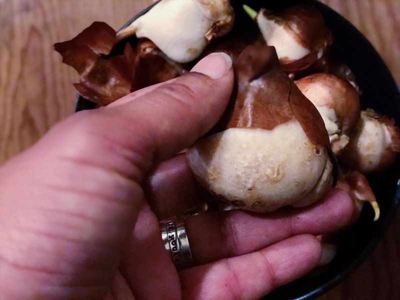 Tulip Bulbs