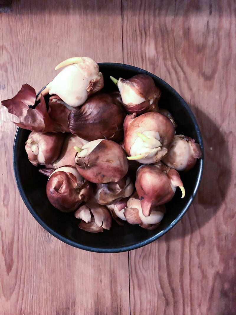 Tulip bulbs
