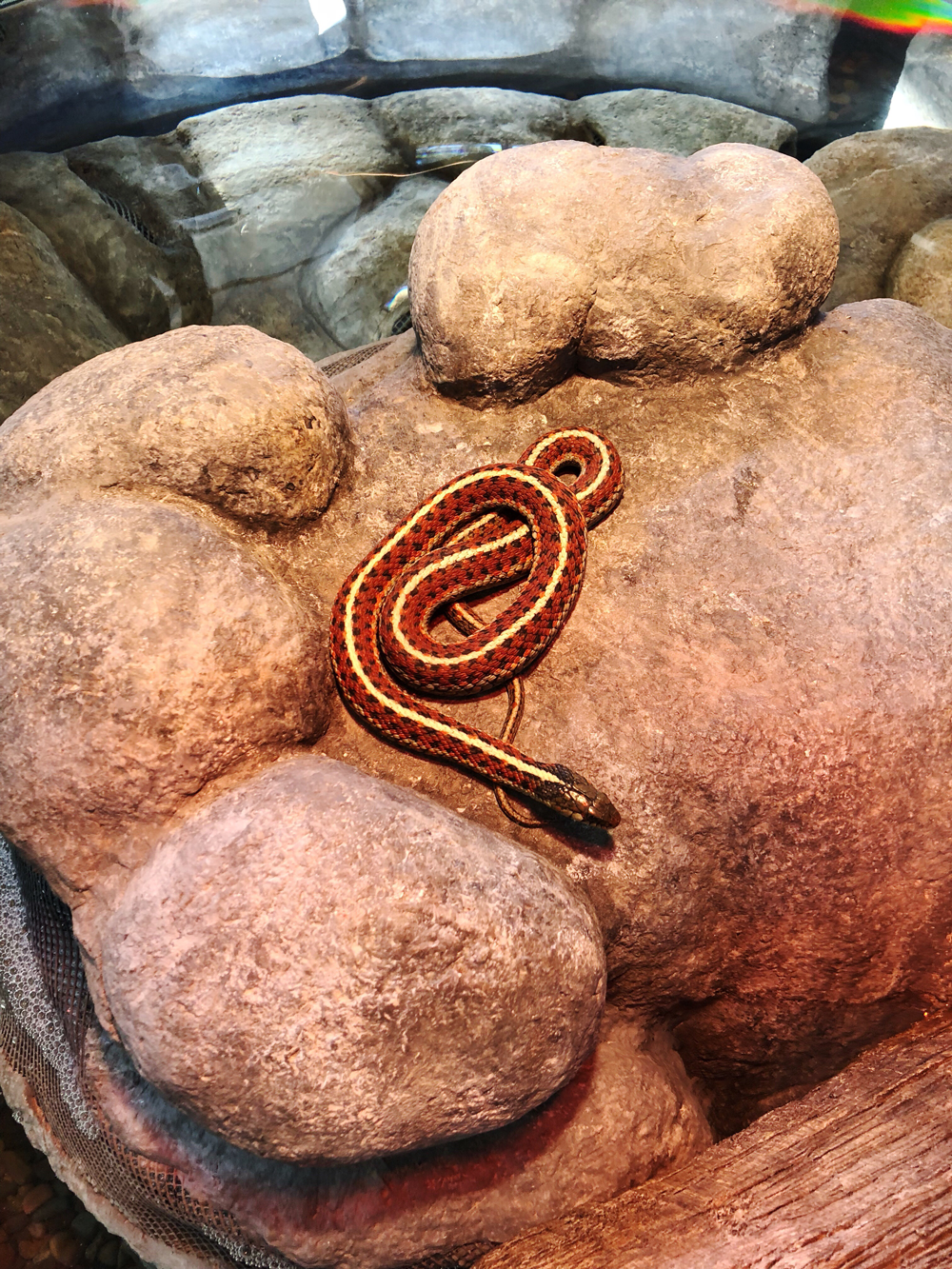 Snake at Randall Museum