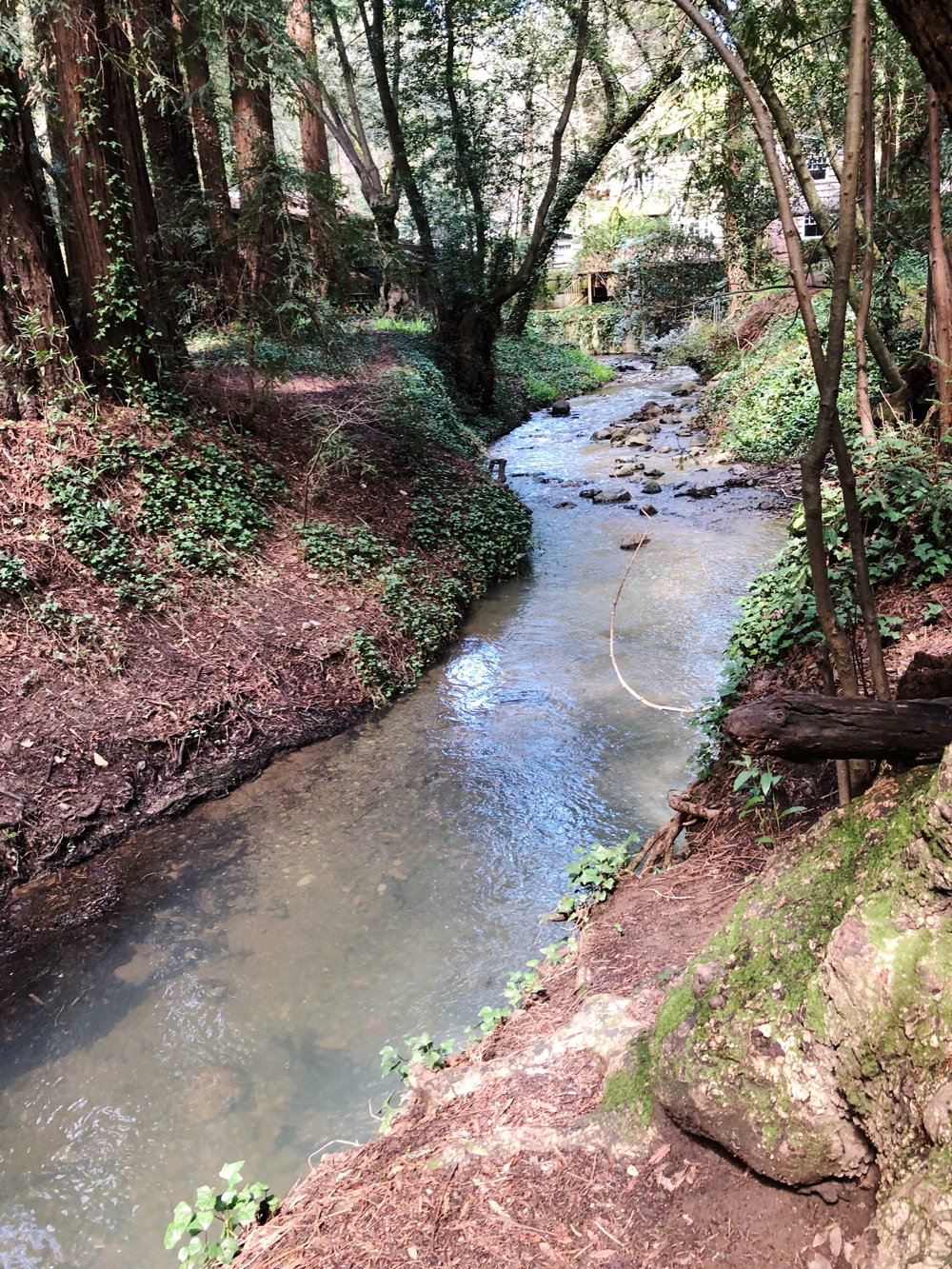 Arroyo Corte Madera del Presidio