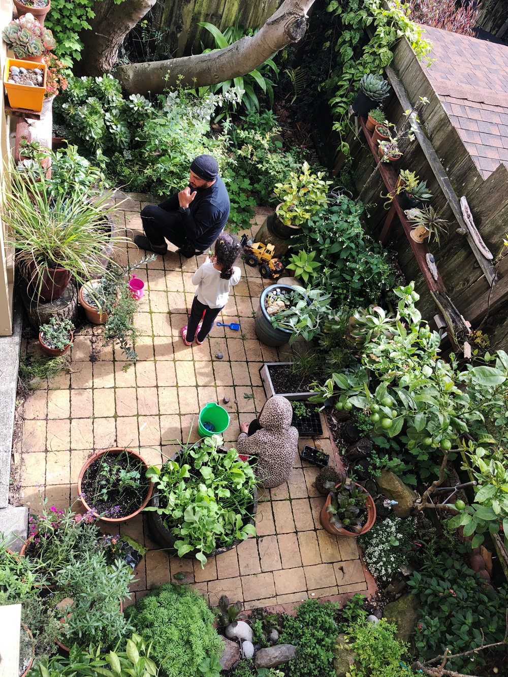San Francisco backyard