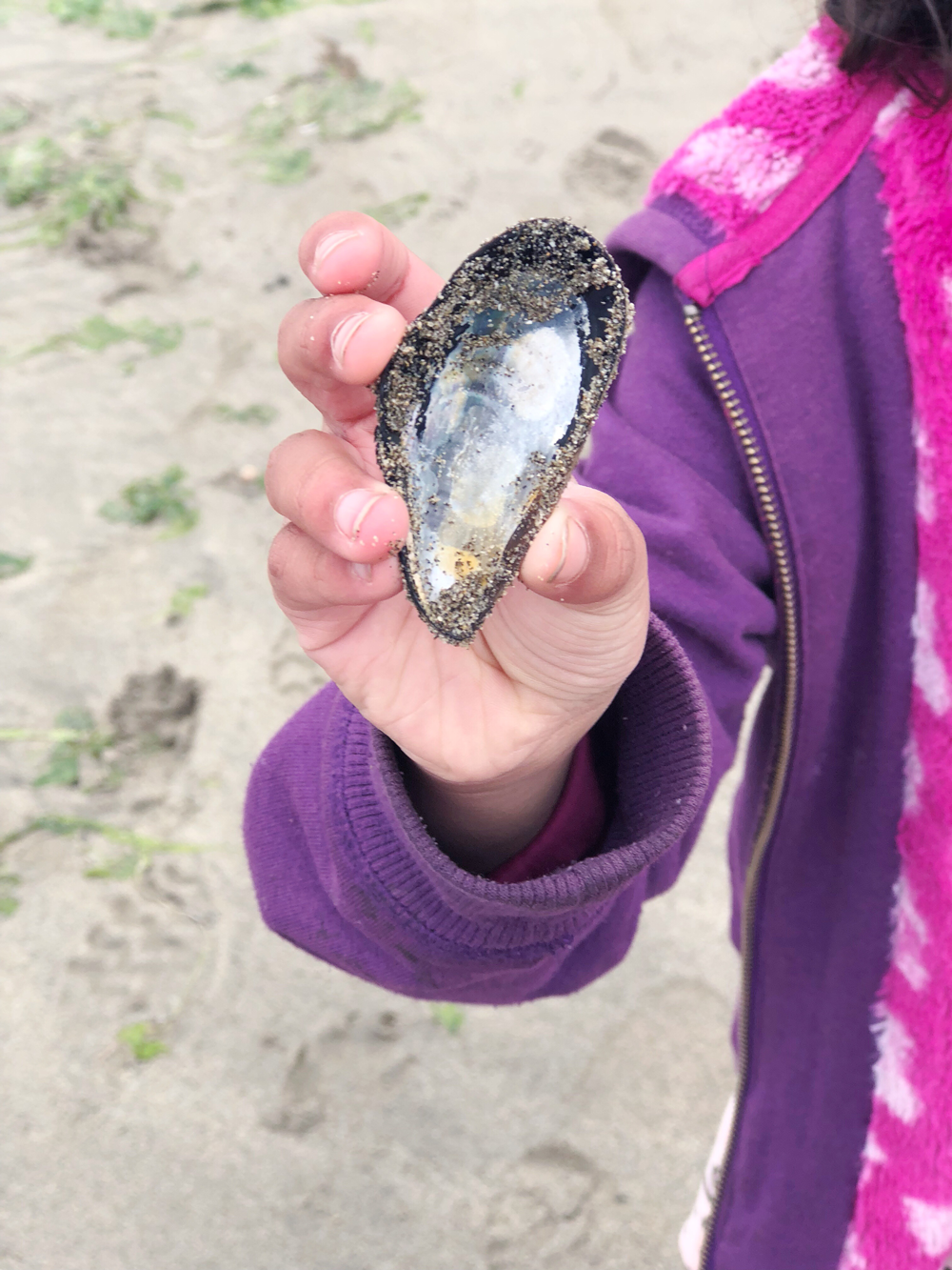 Mussel Shell