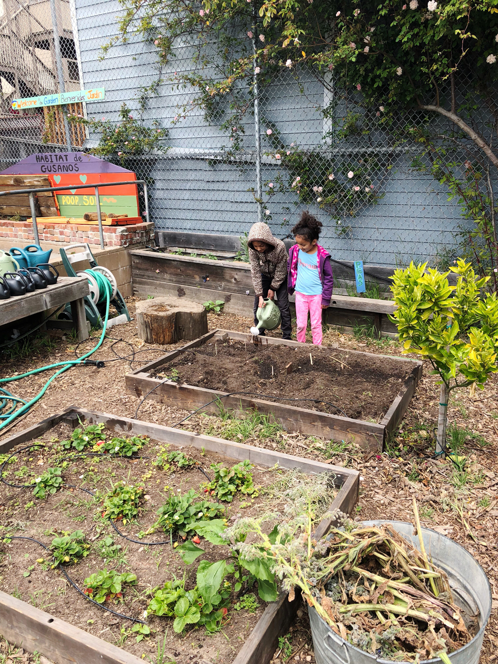 School Science Fair Planting