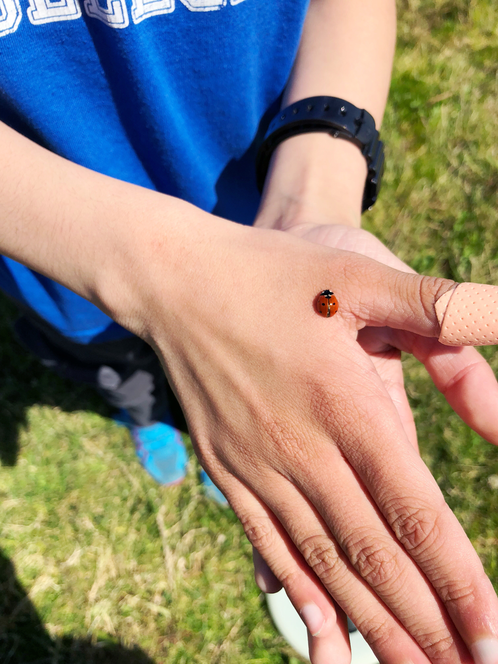 Lady Bug