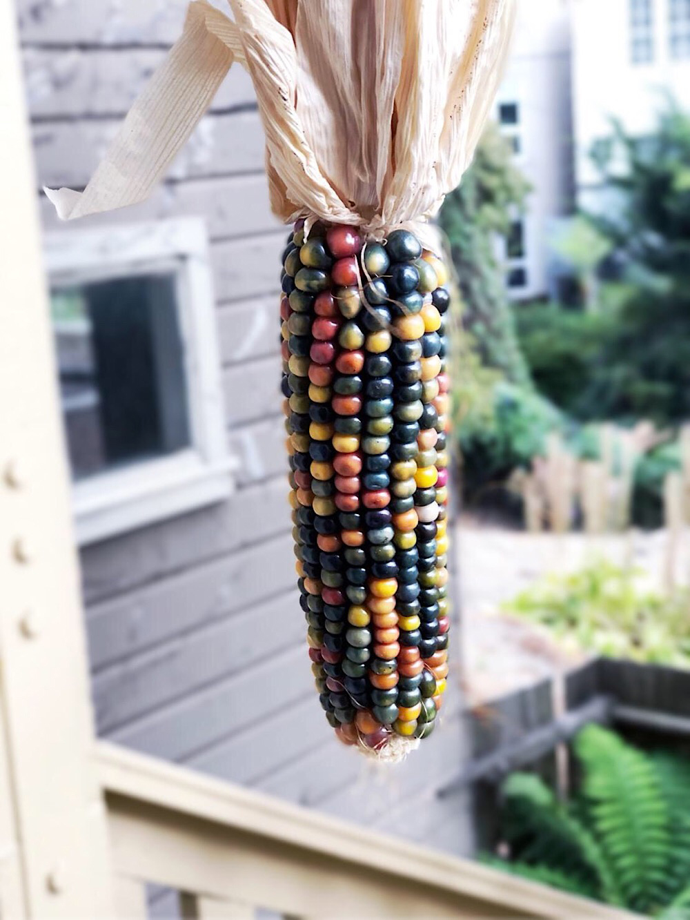 Glass Gem Corn
