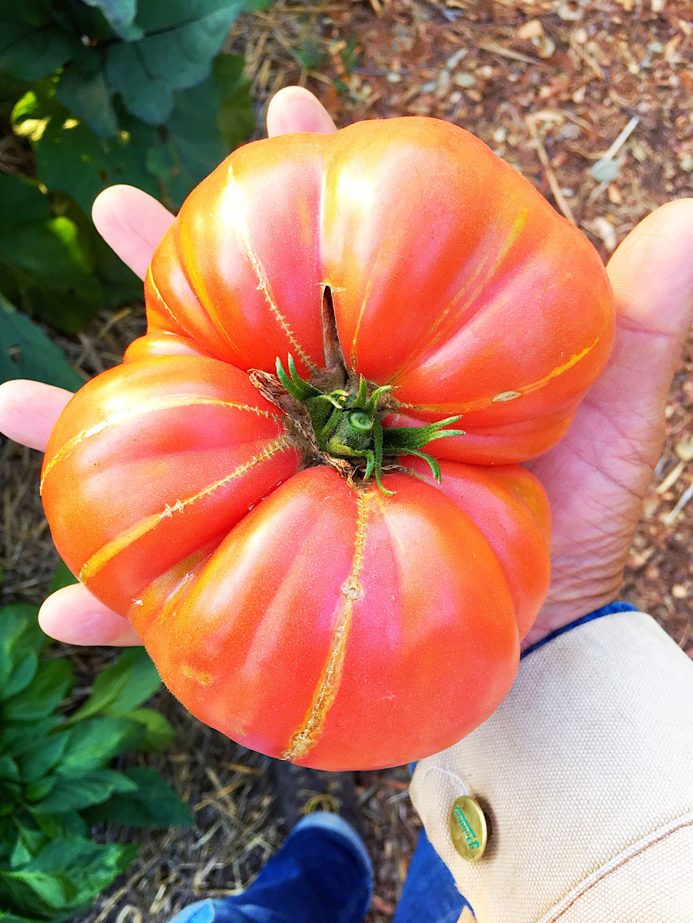 Heirloom Tomato