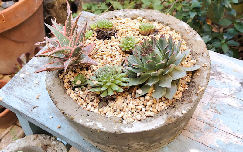 DIY Concrete planters