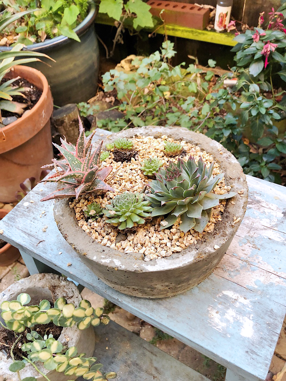 DIY Concrete Planter