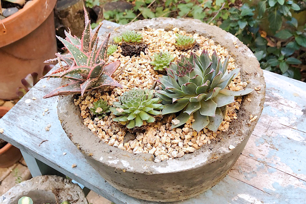 DIY Concrete Planters