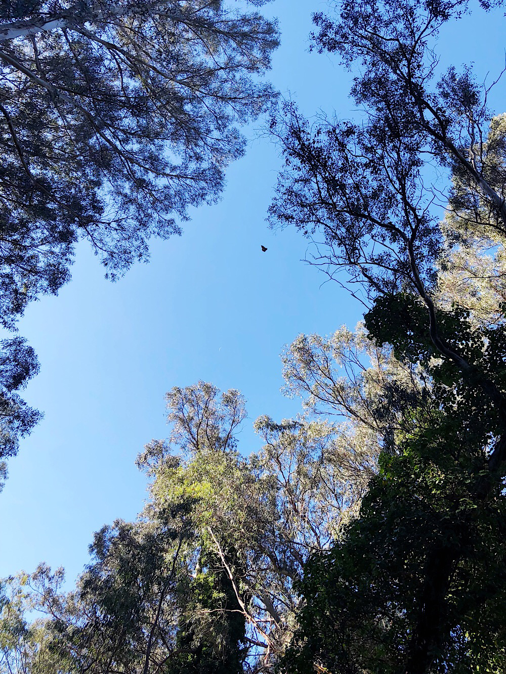 Monarch Butterflies at Natural Bridges