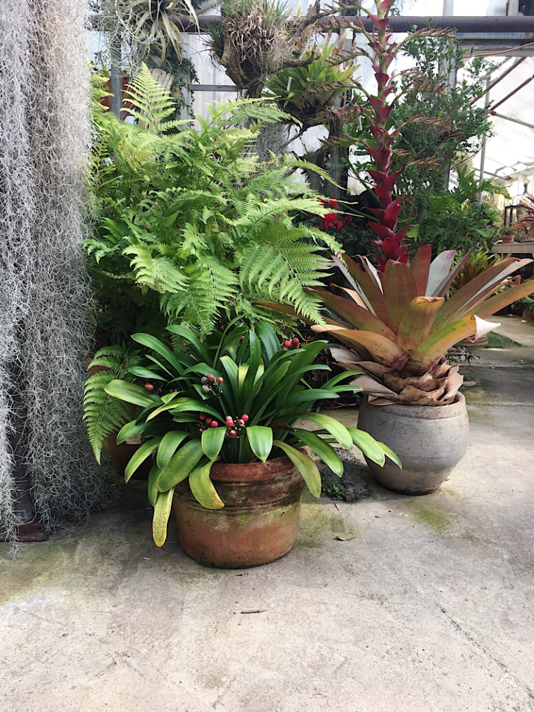 Large fern and potted plants at Shelldance Orchid Gardens