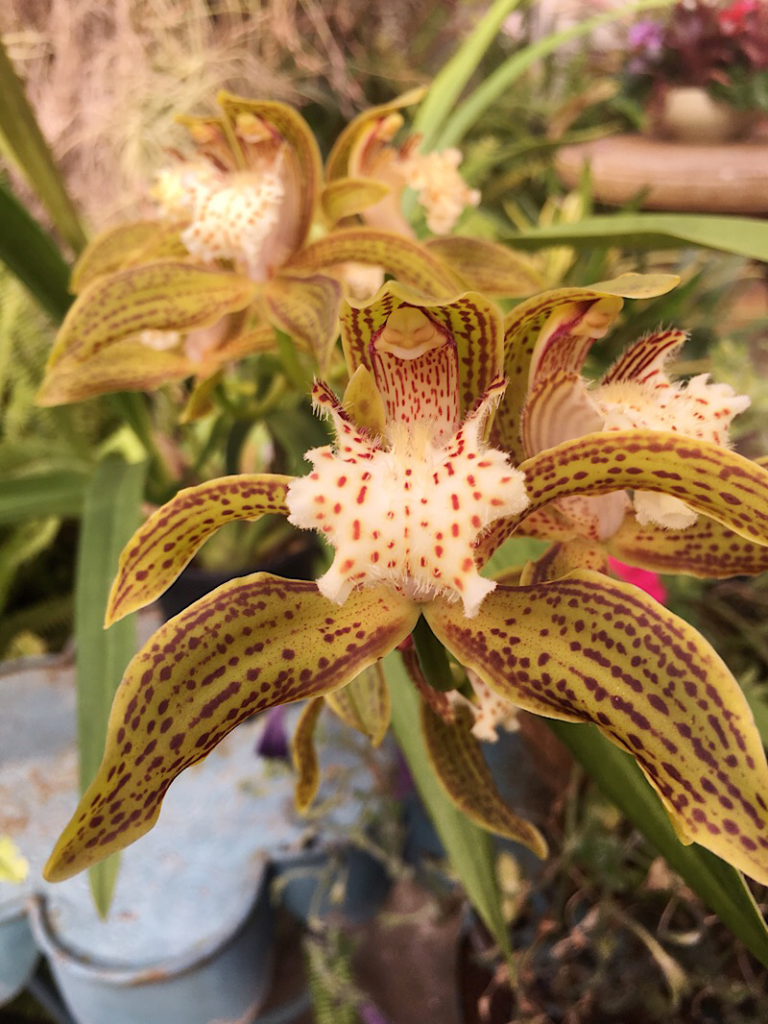 Orchid at Shelldance Orchid Gardens