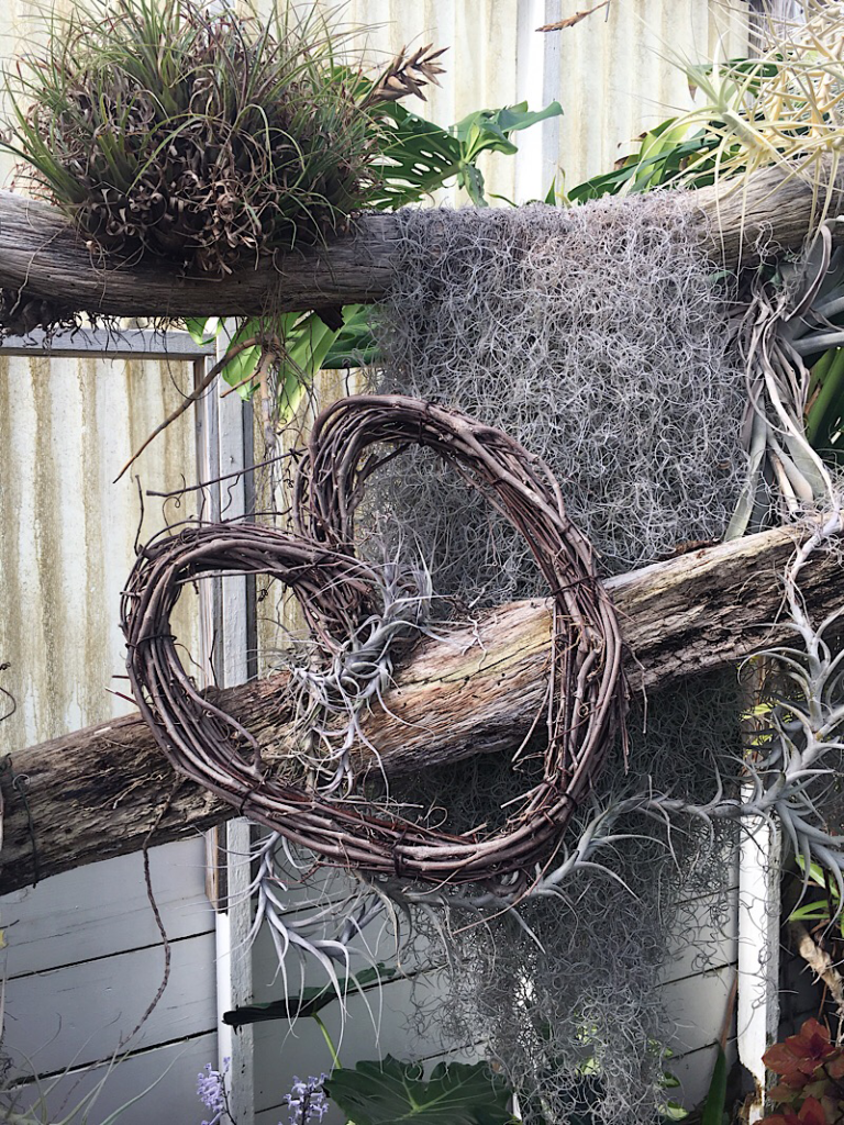 Spanish moss, air plants and heart-shaped twigs at Shelldance Orchid Gardens