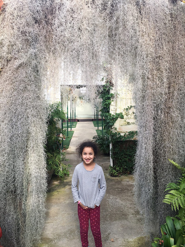 Spanish moss arch at Shelldance Orchid Gardens