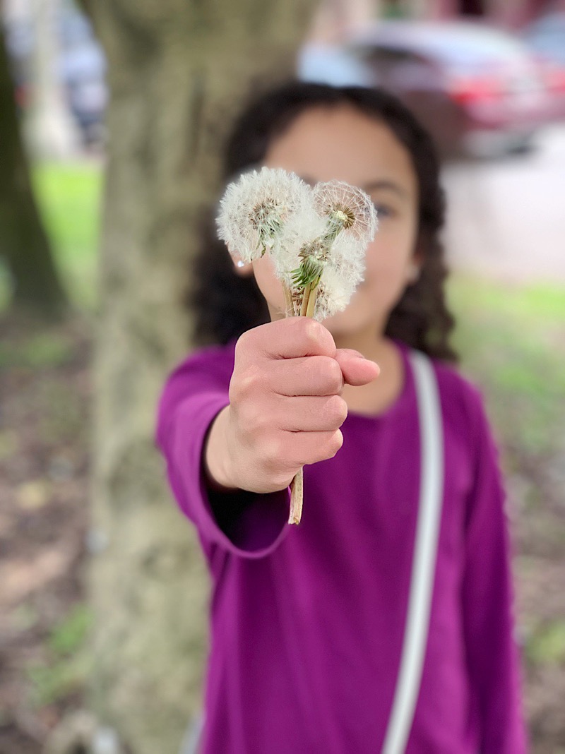 Dandelion bouquet held by little girl