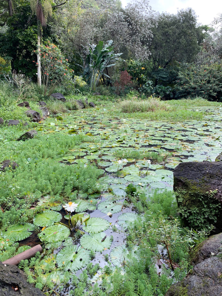 Manoa Falls lily pads