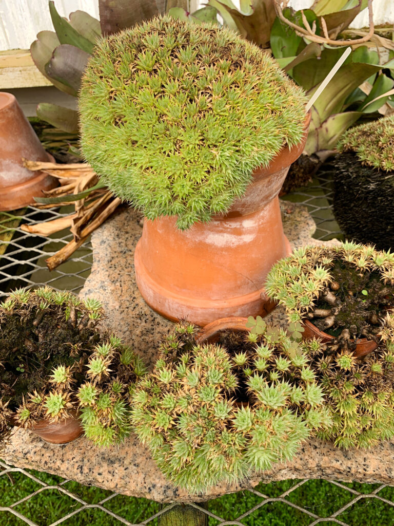 Dyckia plants